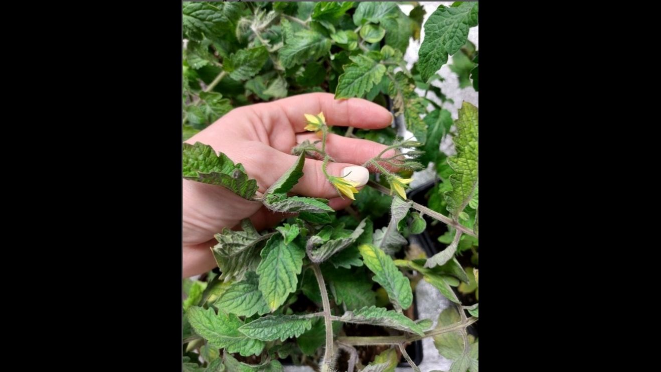 Flowering Tomato Plants in Winter? Let's Go Stem Education!